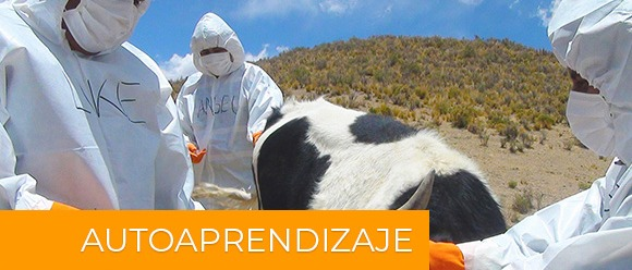 Fiebre Aftosa: Estrategias para la detección temprana y la erradicación de un brote