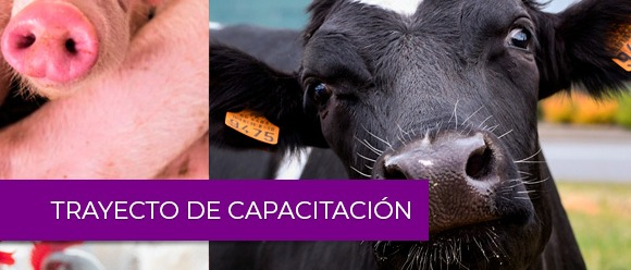 Trayecto de Capacitación: Fortalecimiento de capacidades para la preparación y respuesta ante emergencias zoosanitarias prioritarias