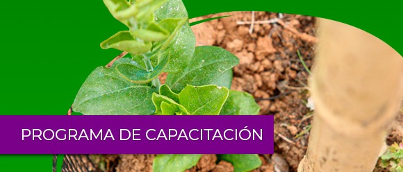 Trayecto de capacitación Transición hacia Sistemas Agroalimentarios Sostenibles