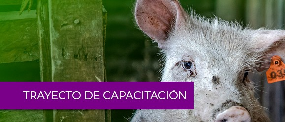 Trayecto de capacitación: Fortalecimiento de Capacidades en Sanidad animal, Bioseguridad y Conservación de Polinizadores en la Región Andina (Segunda fase)