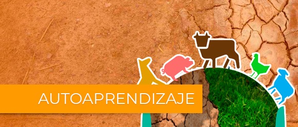 Adaptación al Cambio Climático en el Sector Ganadero