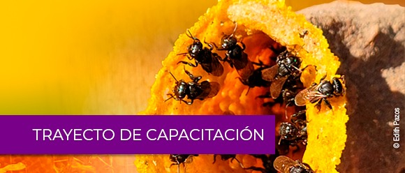 Trayecto de capacitación: Diversidad y conservación de polinizadores en su contexto ecológico, cultural y productivo